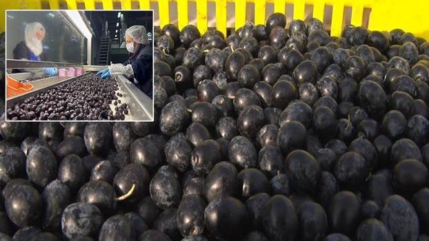 65 ülkeye ihraç edilen Türk zeytini, zeytinyağlı çikolata ve kozmetik ürünlerle de raflarda yer alacak