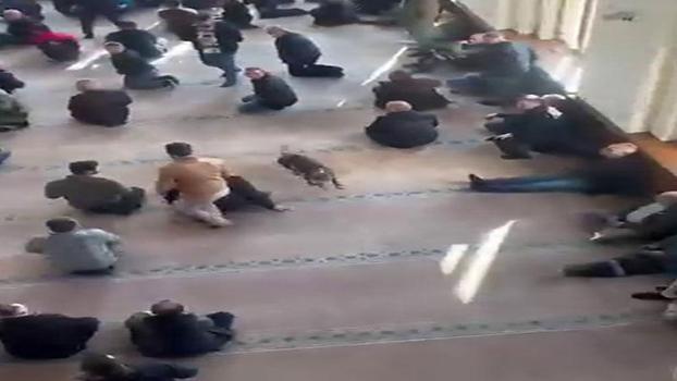 Camiye giren pitbullun sahibine adli ve idari işlem yapıldı
