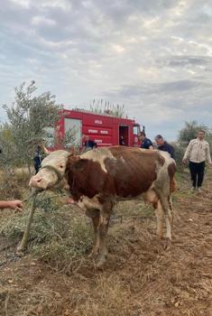 Serik'te su kanalına düşen inek kurtarıldı