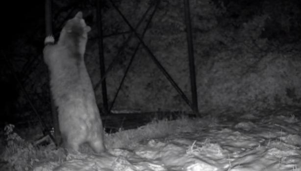 Arı kovanlarına ulaşmaya çalışan ayı kamerada