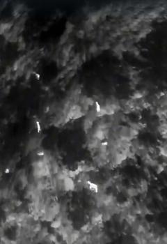 Üreme dönemindeki yaban keçileri, termal kameralı dronla izleniyor