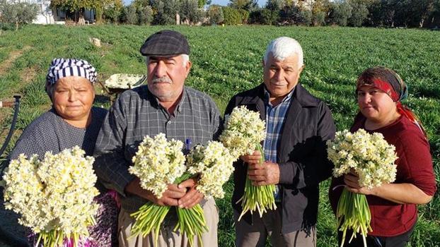 Mersin'de nergisler erken açtı; boğumu 300 TL’ye satılıyor