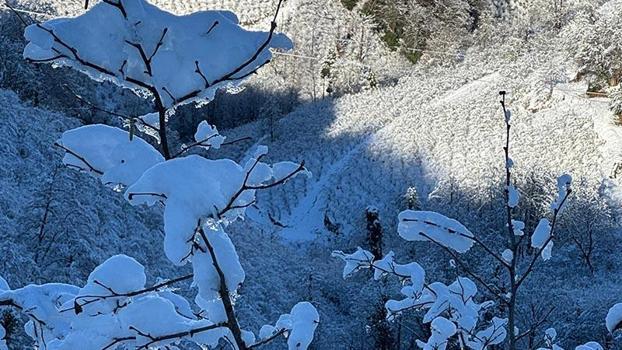 ‘Yüksek kesimlerdeki kar yağışı fındığa yaradı’