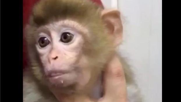 Denetimde ele geçirilen yavru makak maymunu koruma altına alındı