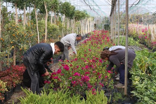 Muğla'da alım garantili süs bitkisi üretimi