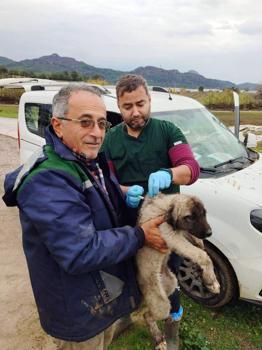 Serik'te kedi ve köpeklere çip uygulaması