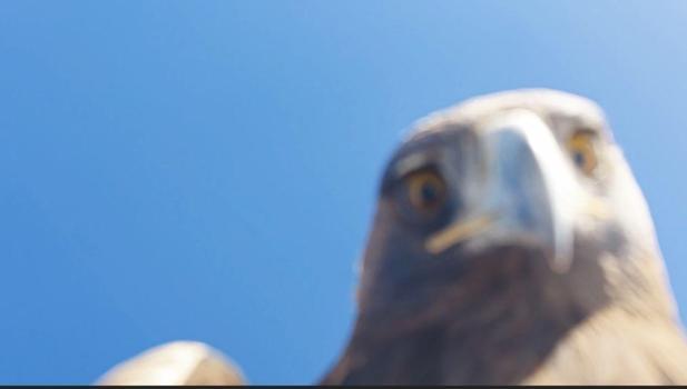 Kartalın kaptığı dron 6 saatlik tırmanışla geri alındı; o anlar kamerada