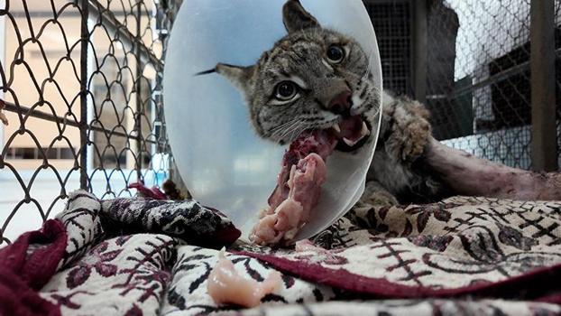 Köpek saldırısında yaralanan vaşak hayata tutundu