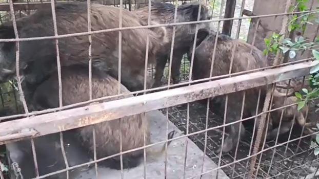 Çatalca'da kaçak avcıların kurduğu domuz tuzakları bulundu