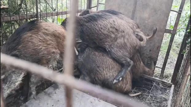 İstanbul- Çatalca'da kaçak avcıların kurduğu domuz tuzakları bulundu