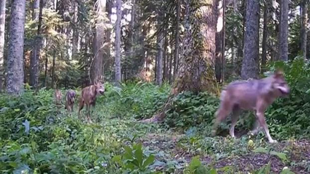 Bolu ormanlarındaki yaban hayatı fotokapanlarda