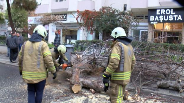 İstanbul- Kadıköy'de seyir halindeki cipin üstüne ağaç devrildi