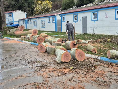 Zonguldak'ta kuvvetli rüzgar; 90 yaşındaki çınar ağacı devrildi