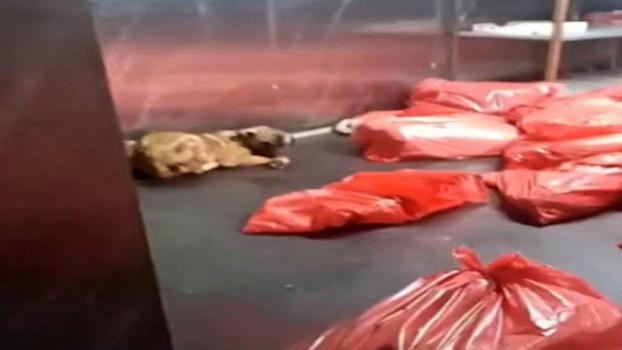 Ankara Büyükşehir Belediyesi'nden 'barınak' açıklaması