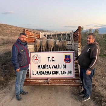 Çalınan 8 koyun jandarma tarafından bulundu