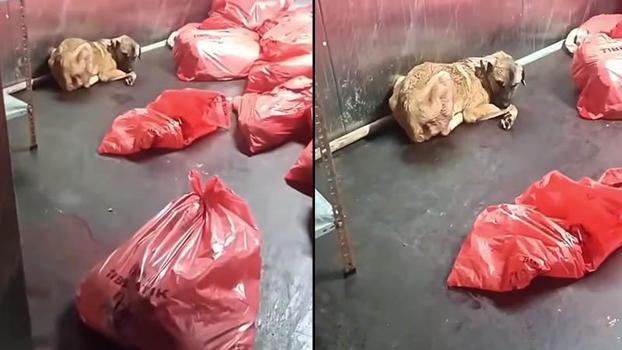 ABB'den 'çöp poşetinde ölü köpek' soruşturması açıklaması