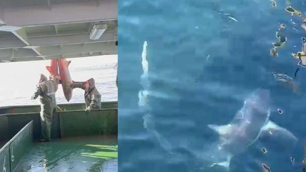 Ağlarına takılan 2 köpek balığını doğal ortamına bıraktılar