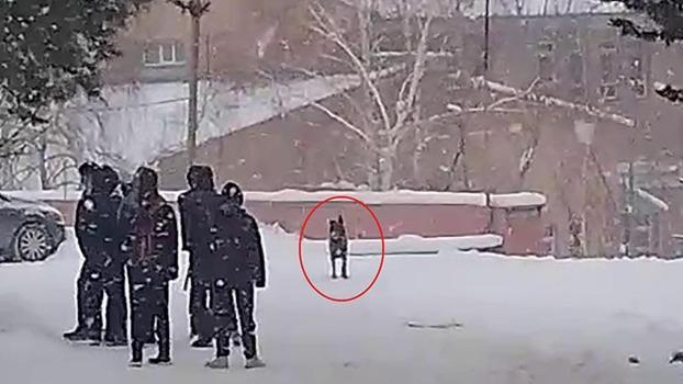 Okul bahçesine giren kurt köpeği öğrencilere saldırdı; 3 yaralı