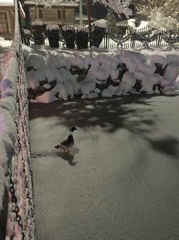 Göl dondu, ördekler yüzemeyince yürümeye başladı