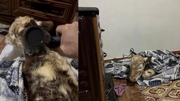 Soğuktan etkilenen buzağını evine getirip, fön makinesi ile kuruttu
