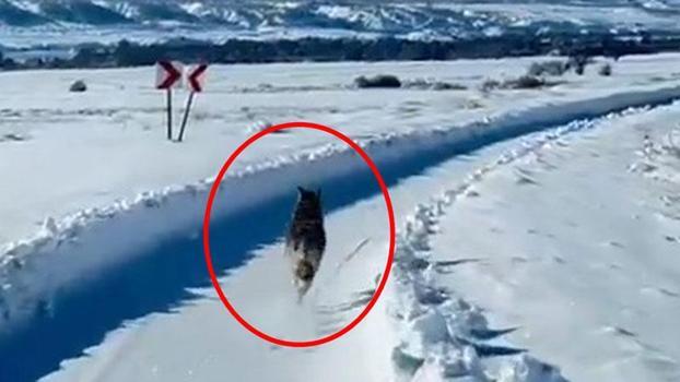 Karlı yolda paletli ambulansın önünden koşan kurt görüntülendi