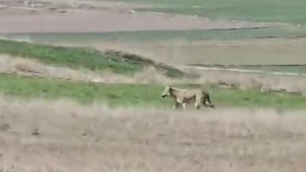 Tarlanın etrafında dolaşan kurt kamerada