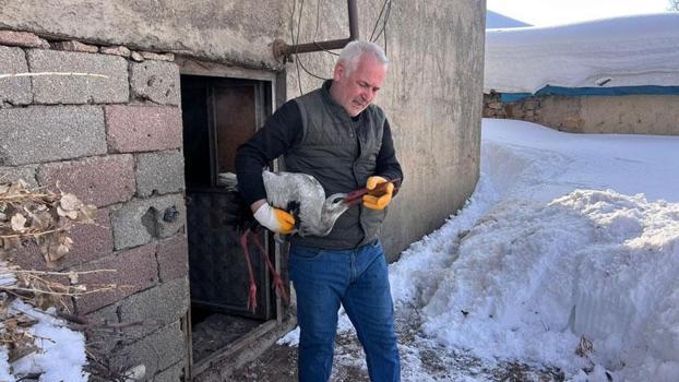 Donmak üzereyken bulduğu leyleği evinde hayata döndürdü