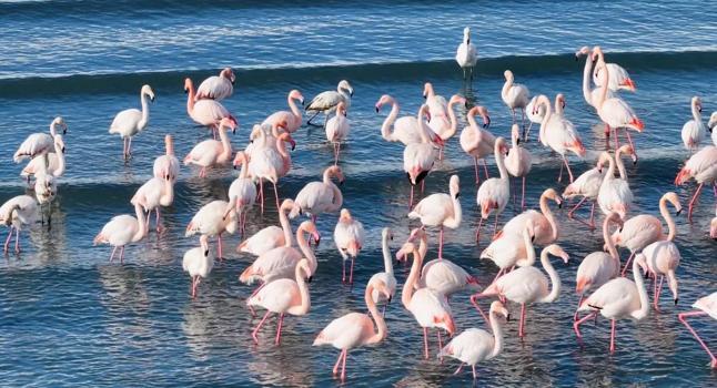 Flamingolar soğuk havaya rağmen göç etmedi