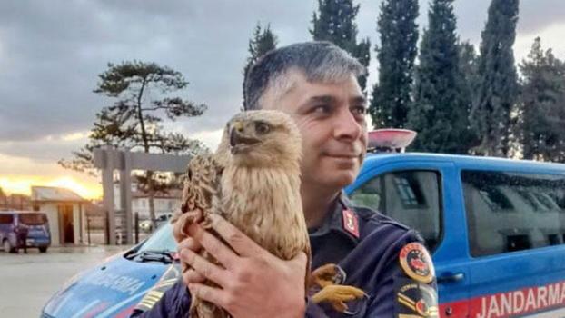 Tavukların arasında bulunan kanadı kırık şahin, tedaviye alındı