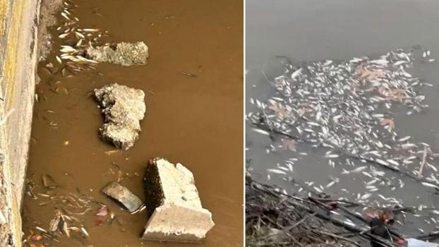 Yeşilırmak'ta balık ölümleri görüldü