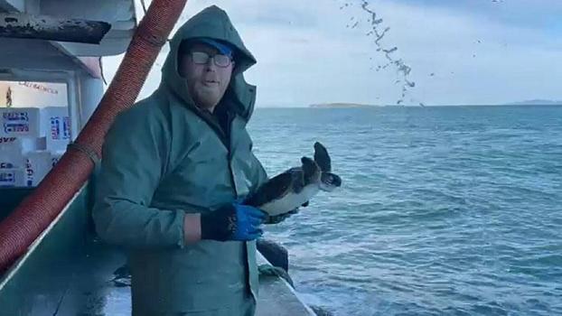 Çanakkale'de balık ağına takılan caretta caretta kurtarıldı
