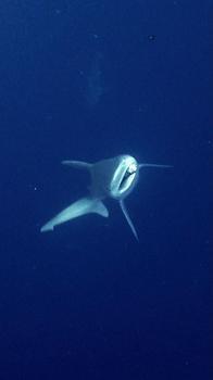 Camgöz köpek balığını dalgıçlar kurtardı