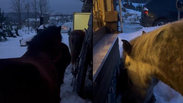 Karla kaplı yaylada aç kalan yılkı atları evlerin bahçelerine girdi
