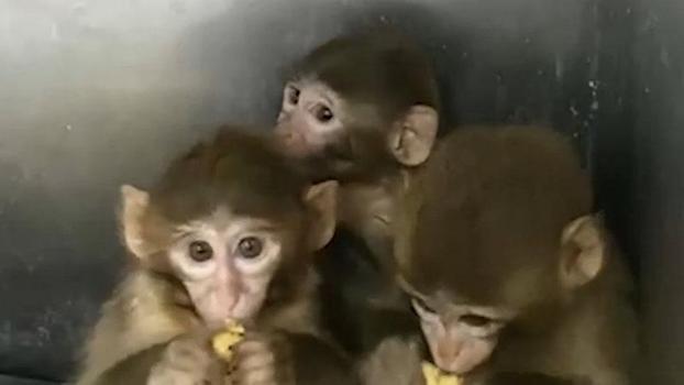 Denetimde ele geçirilen 3 makak maymunu koruma altına alındı