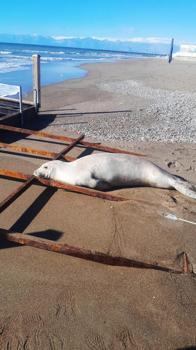 Akdeniz foku sahilde görüldü