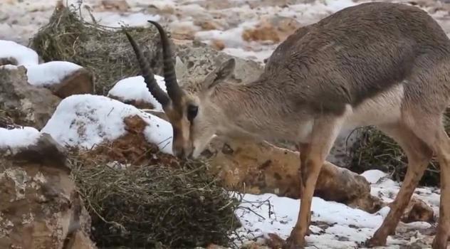 Dağ ceylanları 4 yıl aradan sonra karla buluştu
