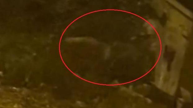 Mahalleye inen tilki çöp konteyneri etrafında görüntülendi