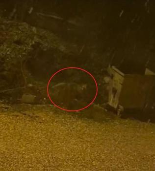 Mahalleye inen tilki çöp konteyneri etrafında görüntülendi