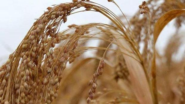 TÜİK: Tarım ürünleri üretici fiyatları aralıkta arttı