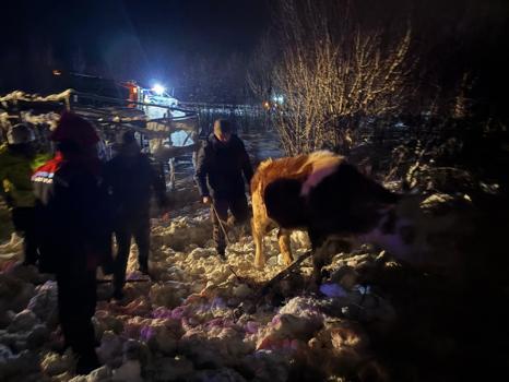 Büyükbaş yüklü TIR şarampole devrildi