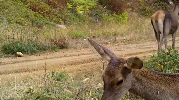 Ormanda otlayan kızılgeyikler fotokapanla görüntülendi