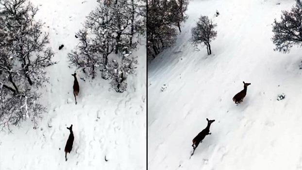 Karla kaplı ormanda gezen karacalar dron kamerasında