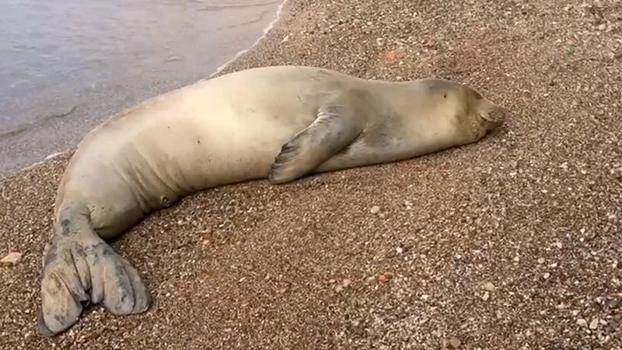 Yunanistan'dan kaçıp geldiği Antalya sahilinde dinlenen Akdeniz foku, mavi sularla buluşturuldu