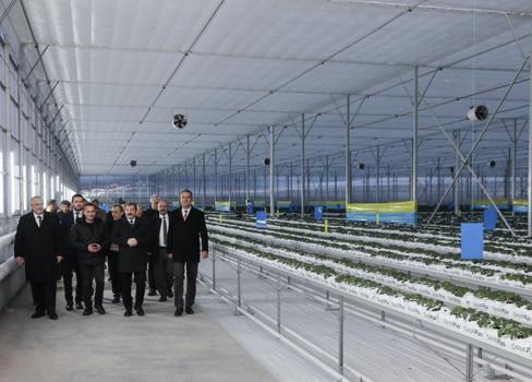 Vali Tavlı, Bafra Sera Organize Tarım Bölgesi’nde incelemelerde bulundu