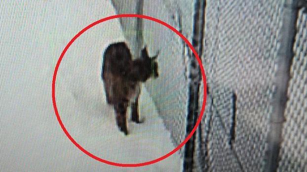 Kayseri’de mahsur kalan vaşak kurtarıldı