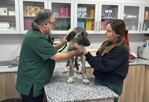 Ordu’da 10 gün içerisinde 3 sokak köpeği ‘domuz kurşunu’ ile vuruldu