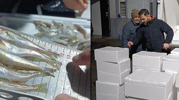 Samsun’da yasal avlanma boyunun altında olan 2,6 ton mezgit ele geçirildi