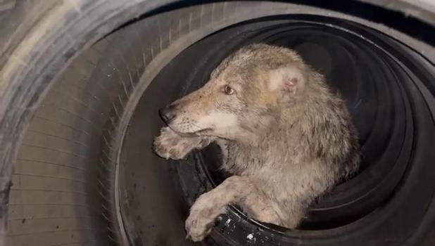 Bingöl’de lastikçiye giren kurt yakalandı