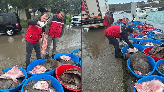 Kandıra’da yasa dışı avlanan 500 kalkan balığı ele geçirildi