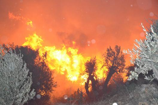 Antalya’da orman yangını (2)